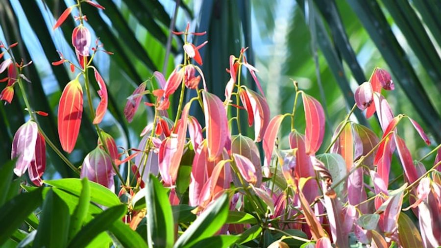 Agentic Growthhacking Tactics with Bots and AI